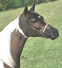 http://www.wepdemo.info/Horse-Profiles/Scouts-Copper-Glow.php